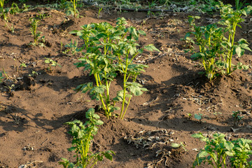 The stems and leaves of young potatoes on the ground. 