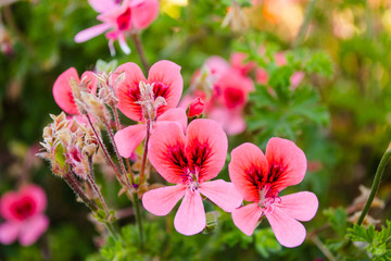 Obraz premium Flowers in Greece