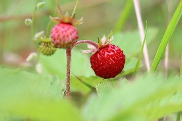 Wild strawberries - forest products