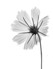 black and white flower a close up isolated on a black