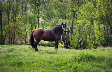 horse eating grass