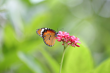 Tropical Insect of butterfly perched on a treetop in public park