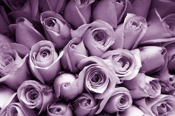 Natural roses background