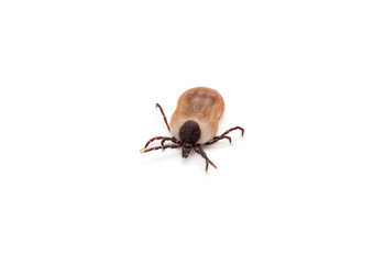 health danger - disease-carrier ticks