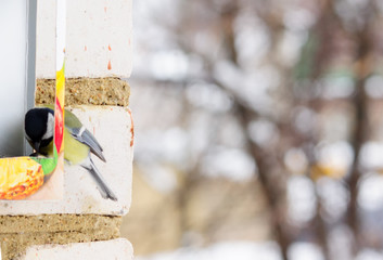 Tit bird on branches