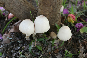 Poisonous mushrooms growing under the trees.