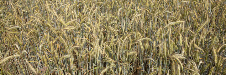 Kornfeld, Roggen, (Secale cereale), Nordrhein-Westfalen, Deutschland