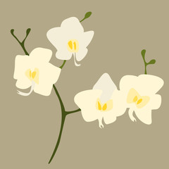 White Orchid Flower