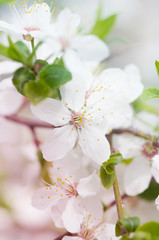 white cherry tree flower in spring