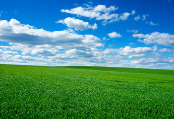 Image of green grass field and bright blue sky