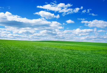 Image of green grass field and bright blue sky