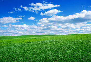 Image of green grass field and bright blue sky