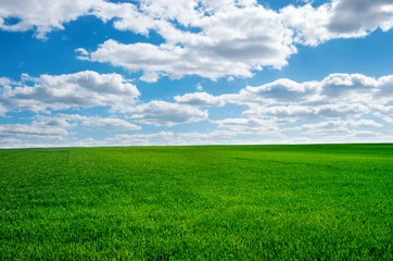 Gordijnen Afbeelding van groen grasveld en helderblauwe lucht © nata777_7