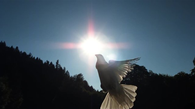 Sunbeams forming cross behind dove flying in ultra-slow motion across frame
