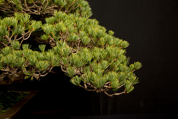 bonsai pino3