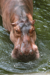 Fototapeta na wymiar hippopotamus to soaking water.