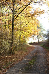 Obraz premium Bäume im Herbst