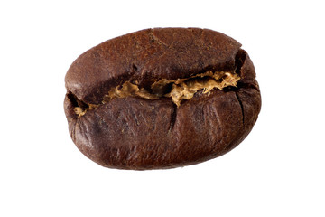 coffee bean maragogype isolated