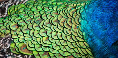 Naklejka premium Detailed pattern of peacock feathers