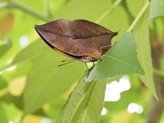 Fototapeta premium dead leaf butterfly,Kallima inachus