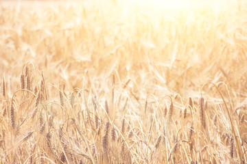 wheat colorful picture