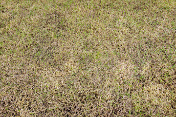 Image of grass field background.