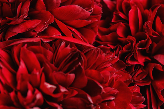 Fototapeta Close-up of a peonies