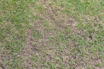 Image of grass field background.