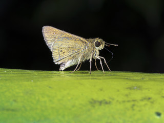 Obraz premium skipper butterfly,Pelopidas mathias oberthueri