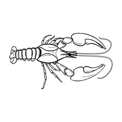 Illustration of craw fish on white background. Zodiac signs canc
