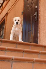 Central Asian Shepherd puppy on the porch