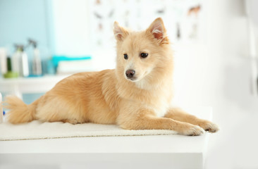Cute dog Spitz at groomer salon