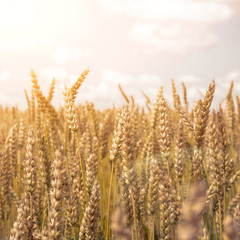 Fototapeta premium wheat colorful picture