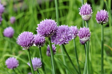 The purple flowers of a chives plant