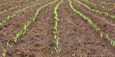 Growing Young Green Corn Seedling Sprouts in Cultivated Agricultural Farm Field