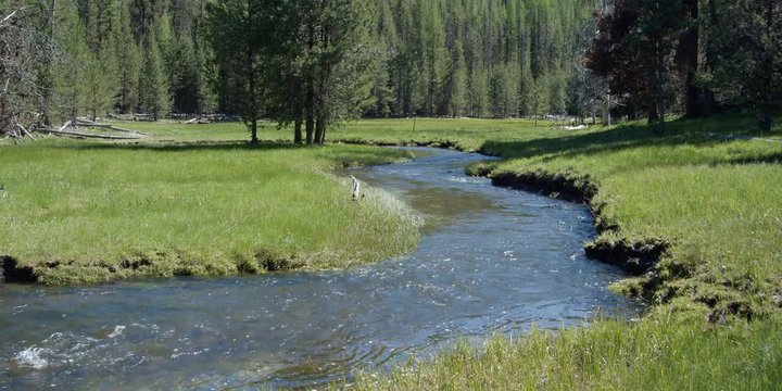 Creek running through mountain meadow with forest in background
