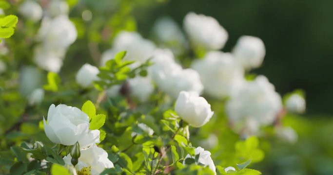 closeup briar rose white flower on the bush with sun peaking behind