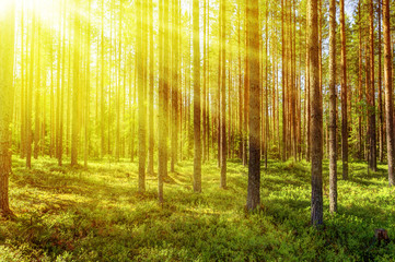 Morning forest in a sunny summer day.