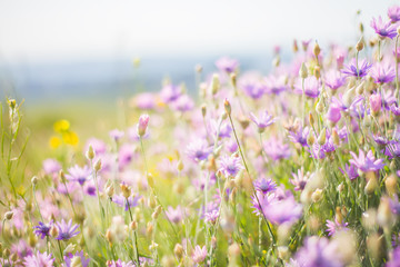 Obraz premium Summer flowers