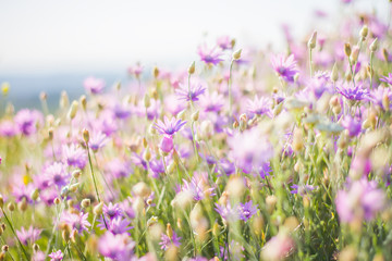 Obraz premium Summer flowers
