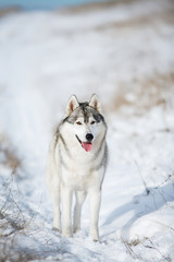 Husky in the snow