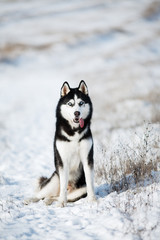 Husky in the snow