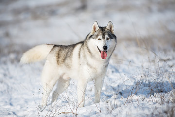 Husky in the snow