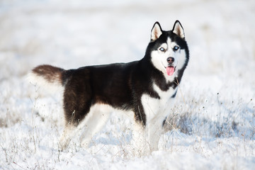 Husky in the snow