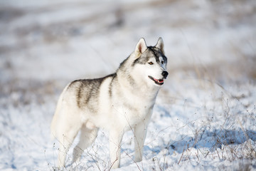 Husky in the snow