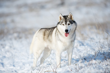 Husky in the snow