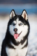 Husky winter