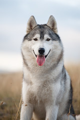Portrait of a Siberian Husky