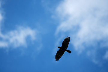 Black crow