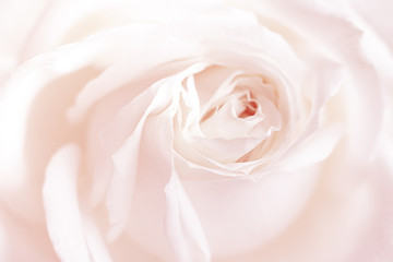 Fototapeta na wymiar Fresh pink rose